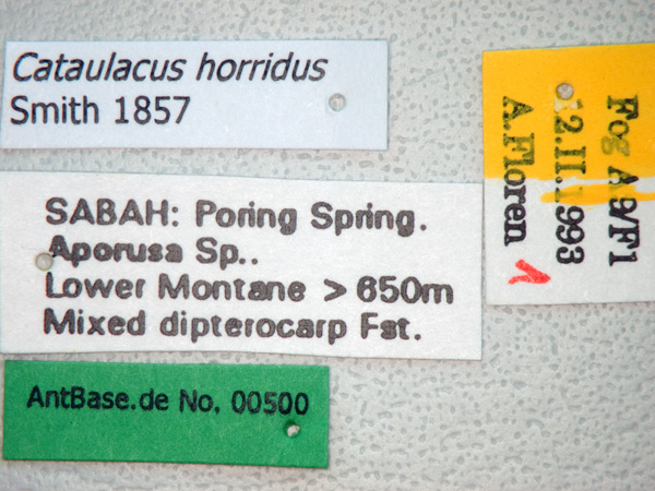 Foto Cataulacus horridus Smith, 1857 Label