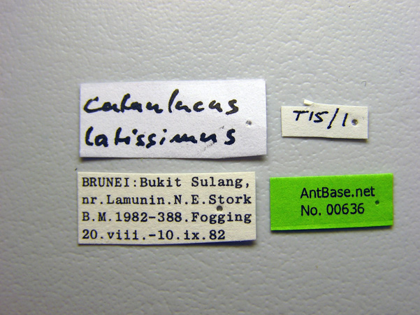 Foto Cataulacus latissimus Emery, 1893 Label