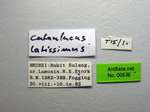 Cataulacus latissimus Emery, 1893 Label