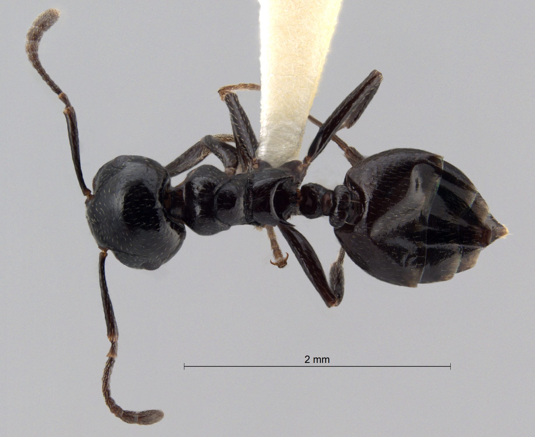 Foto Crematogaster aberrans Forel, 1892 dorsal