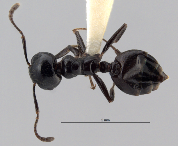 Crematogaster aberrans Forel, 1892 dorsal