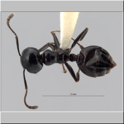 Crematogaster aberrans Forel, 1892 dorsal