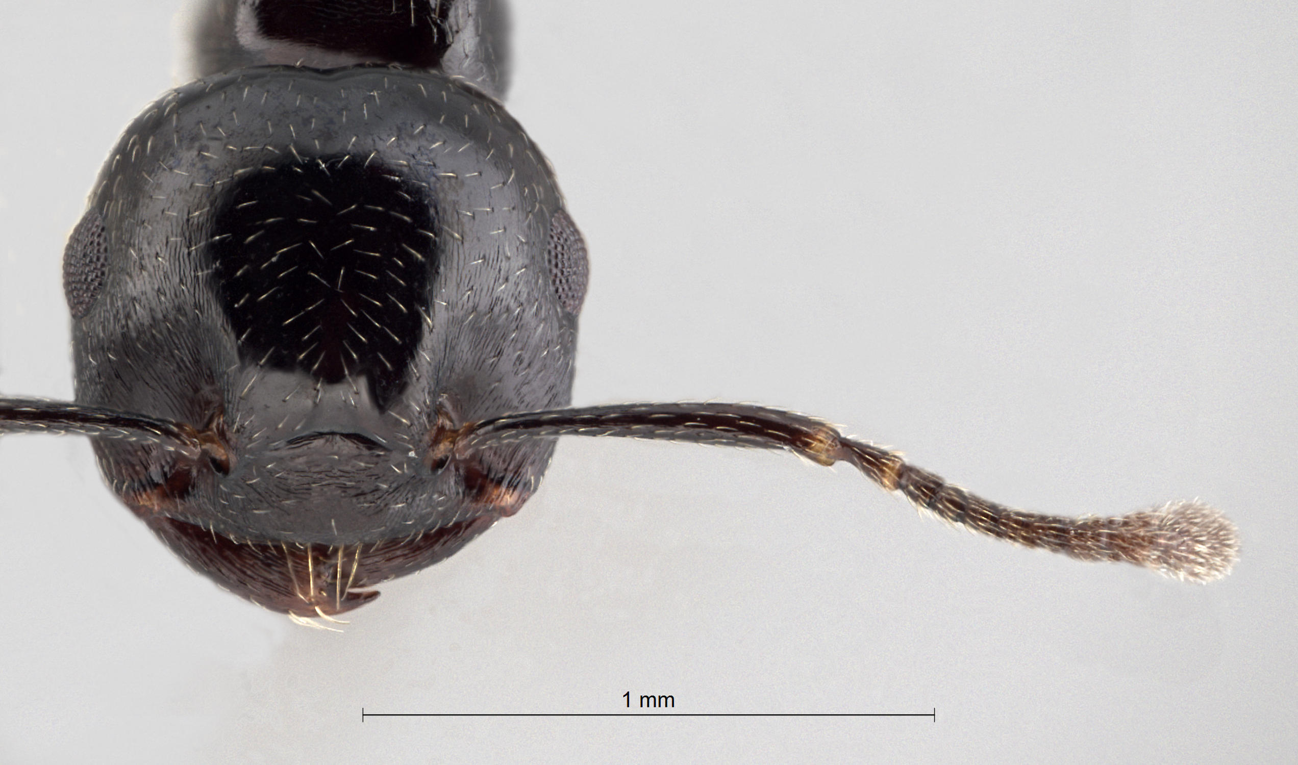 Foto Crematogaster aberrans Forel, 1892 frontal