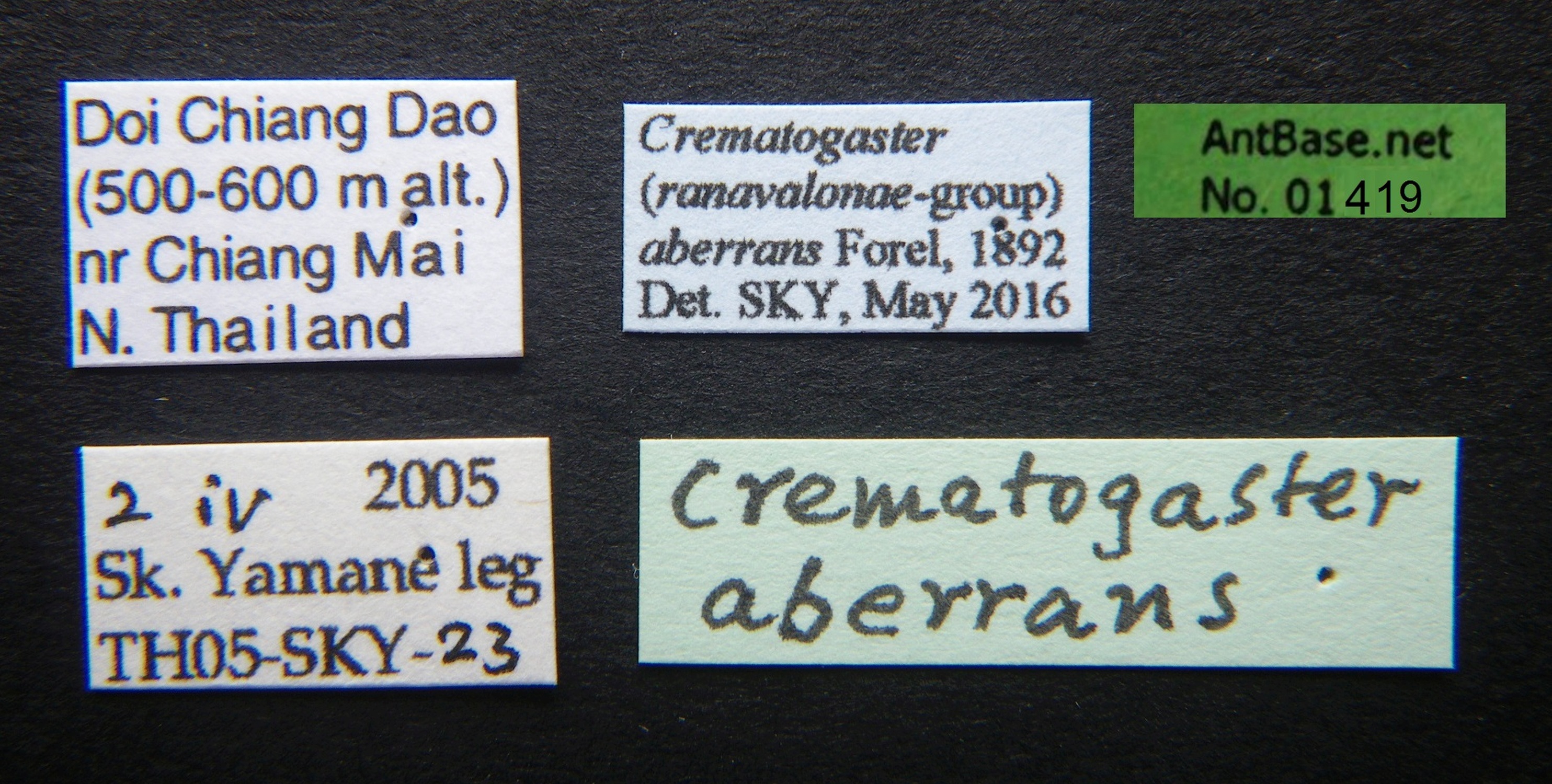Foto Crematogaster aberrans Forel, 1892 Label