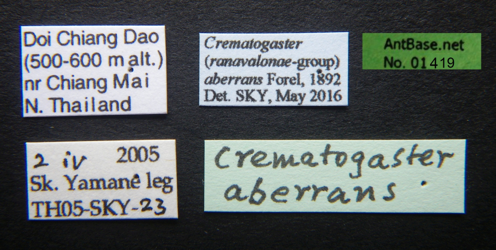 Crematogaster aberrans Forel, 1892 Label