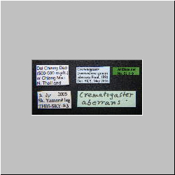 Crematogaster aberrans Forel, 1892 Label