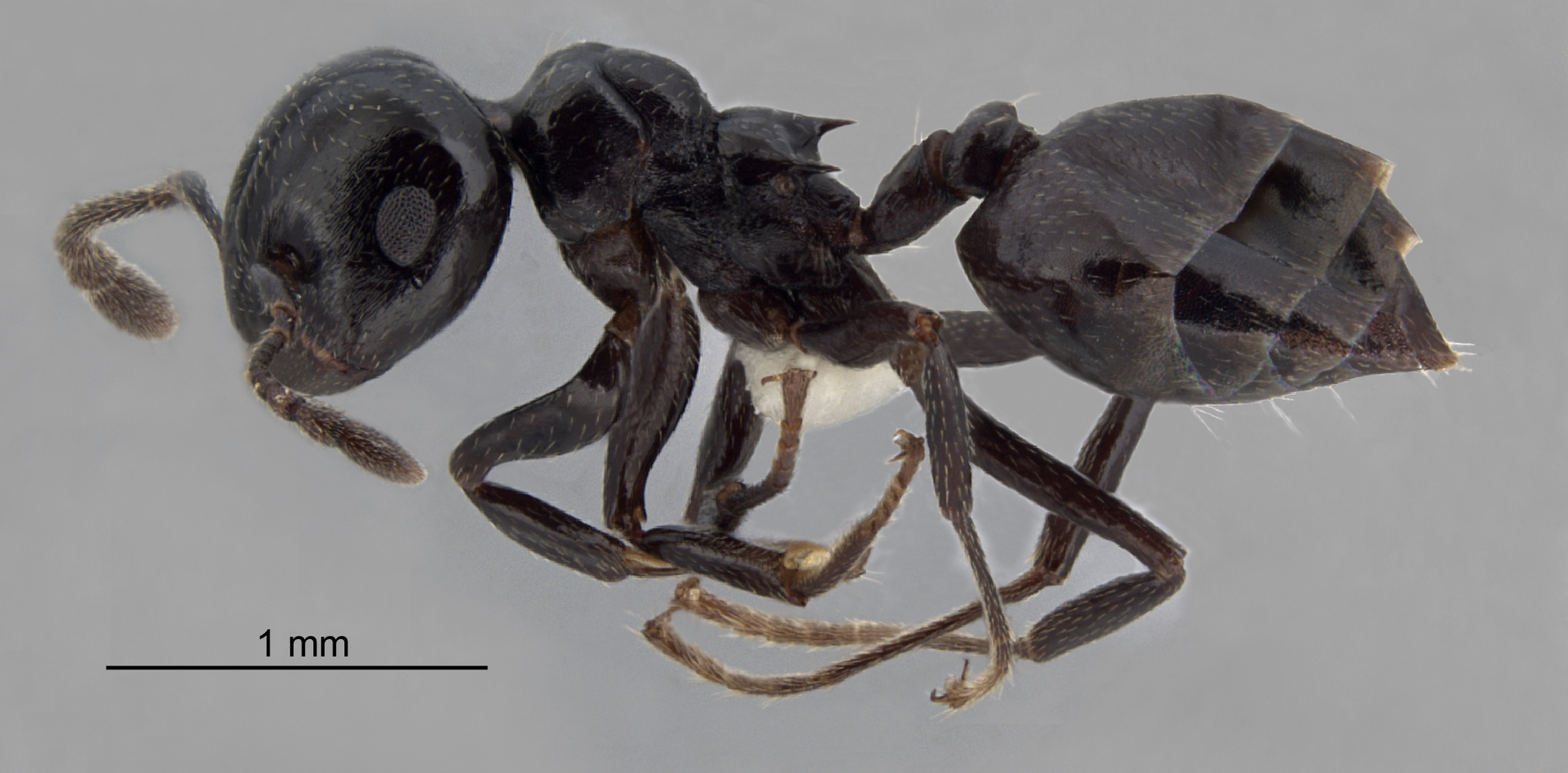 Foto Crematogaster aberrans Forel, 1892 lateral