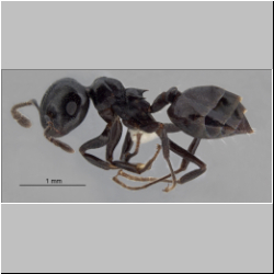 Crematogaster aberrans Forel, 1892 lateral