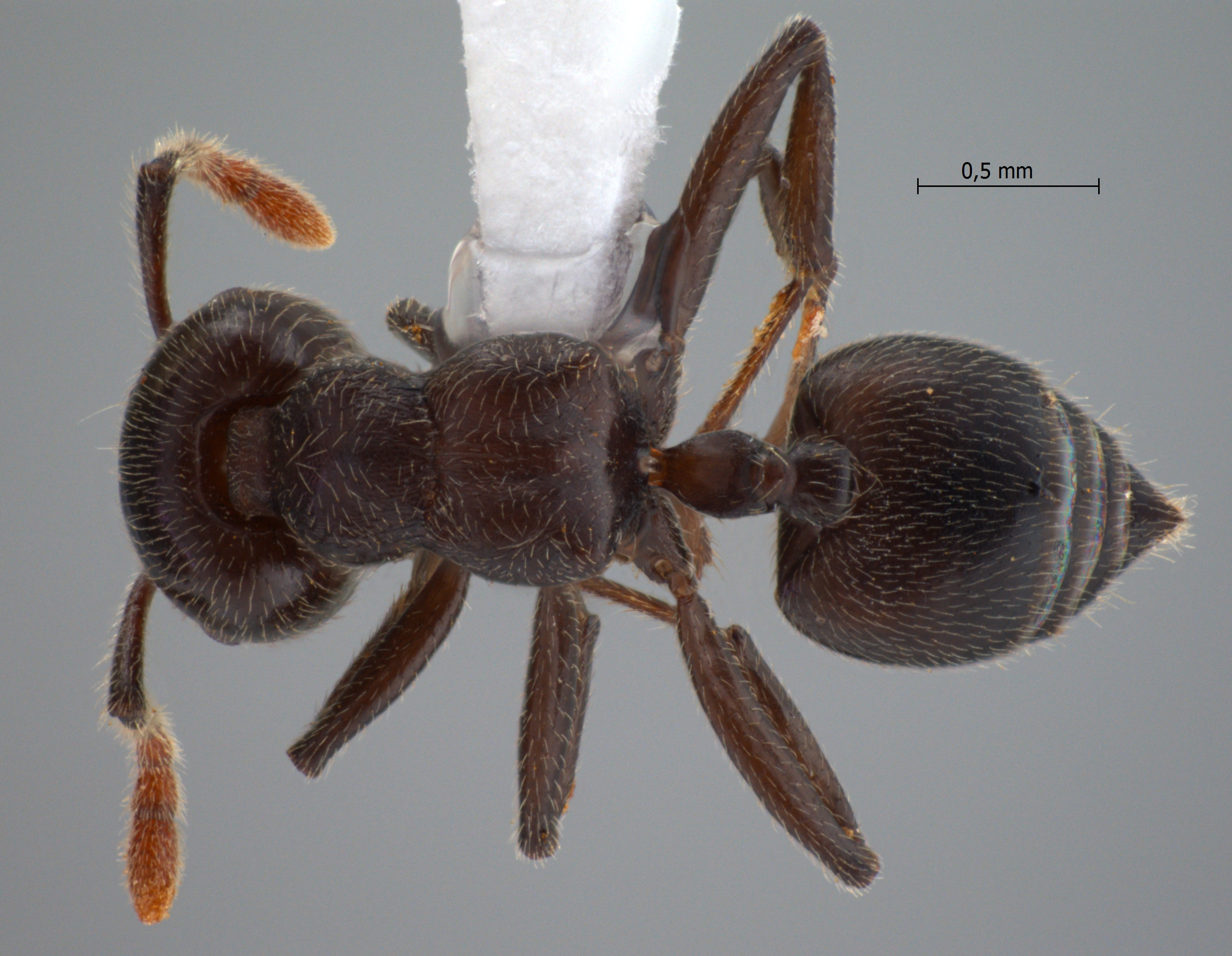 Foto Crematogaster ampullaris Smith, 1861 dorsal