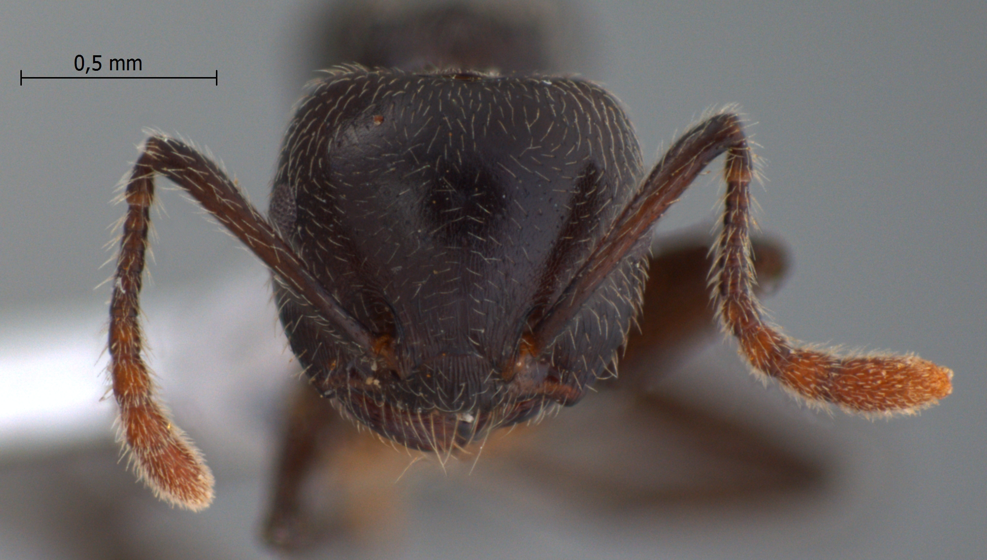 Foto Crematogaster ampullaris Smith, 1861 frontal