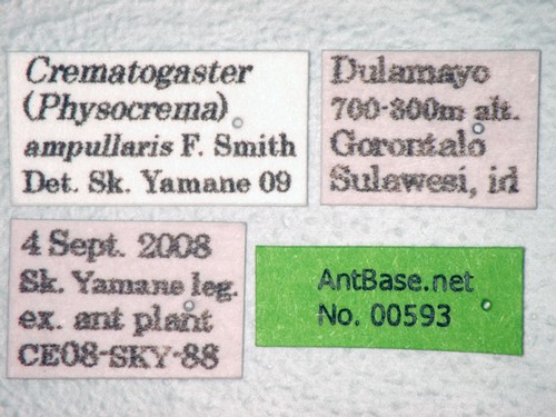 Crematogaster ampullaris Smith, 1861 Label