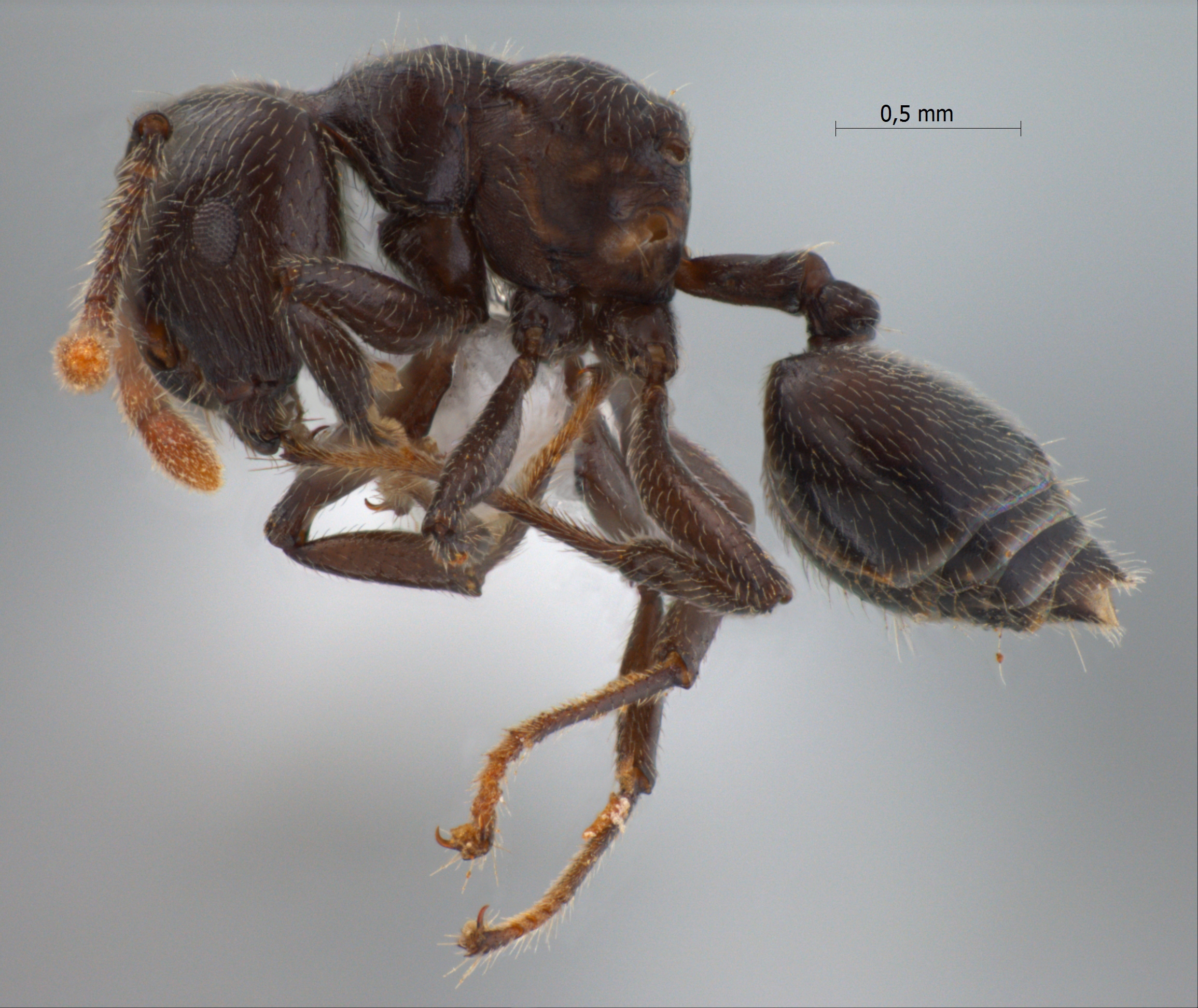 Foto Crematogaster ampullaris Smith, 1861 lateral