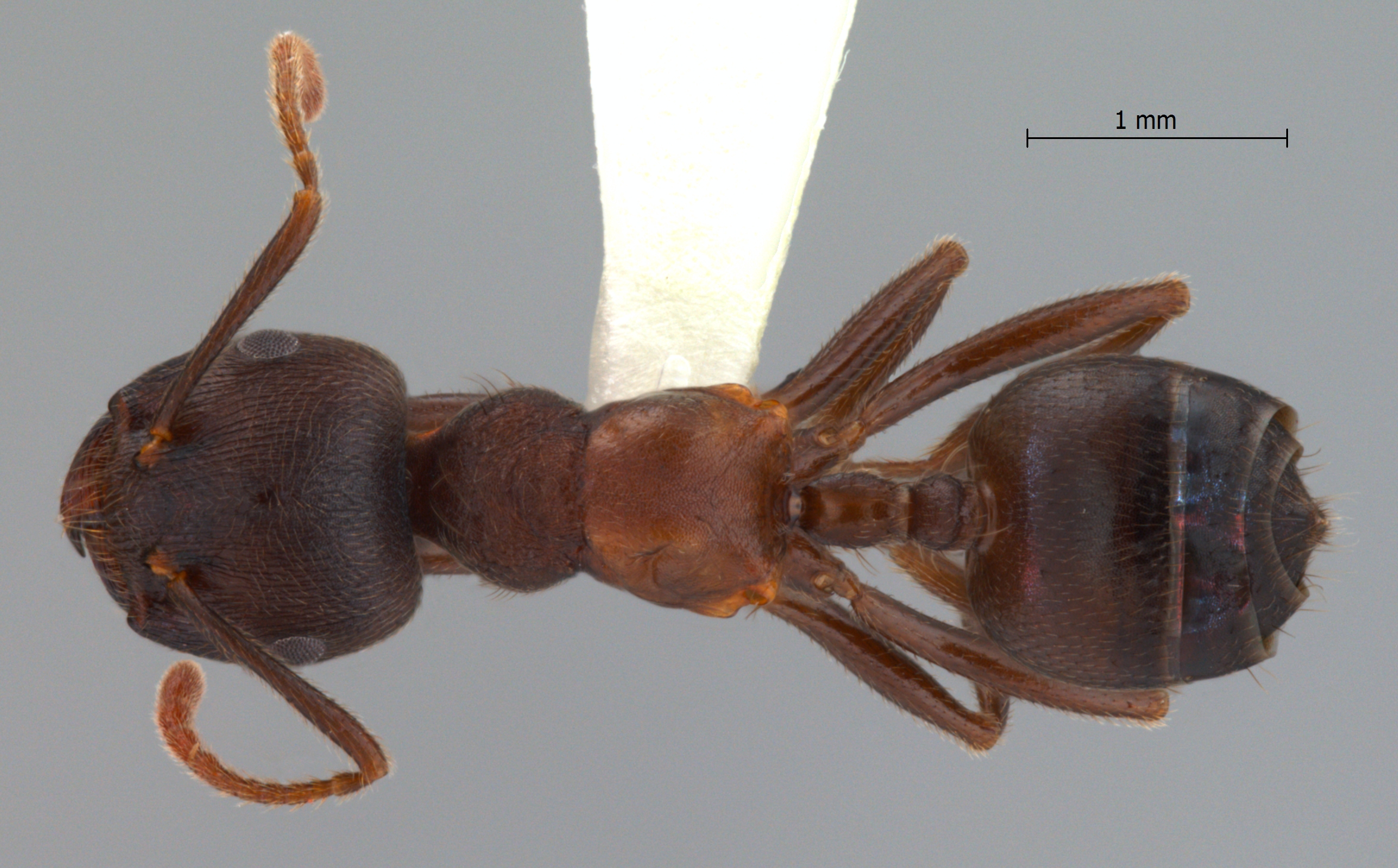 Foto Crematogaster aurita Karavaiev, 1935 dorsal