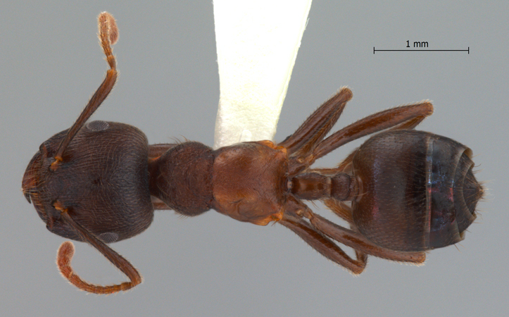 Crematogaster aurita Karavaiev, 1935 dorsal