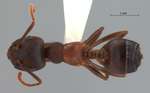 Crematogaster aurita Karavaiev, 1935 dorsal