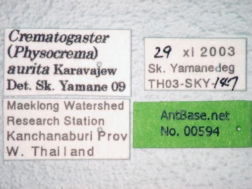 Crematogaster aurita Karavaiev, 1935 Label