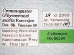 Crematogaster aurita Karavaiev, 1935 Label