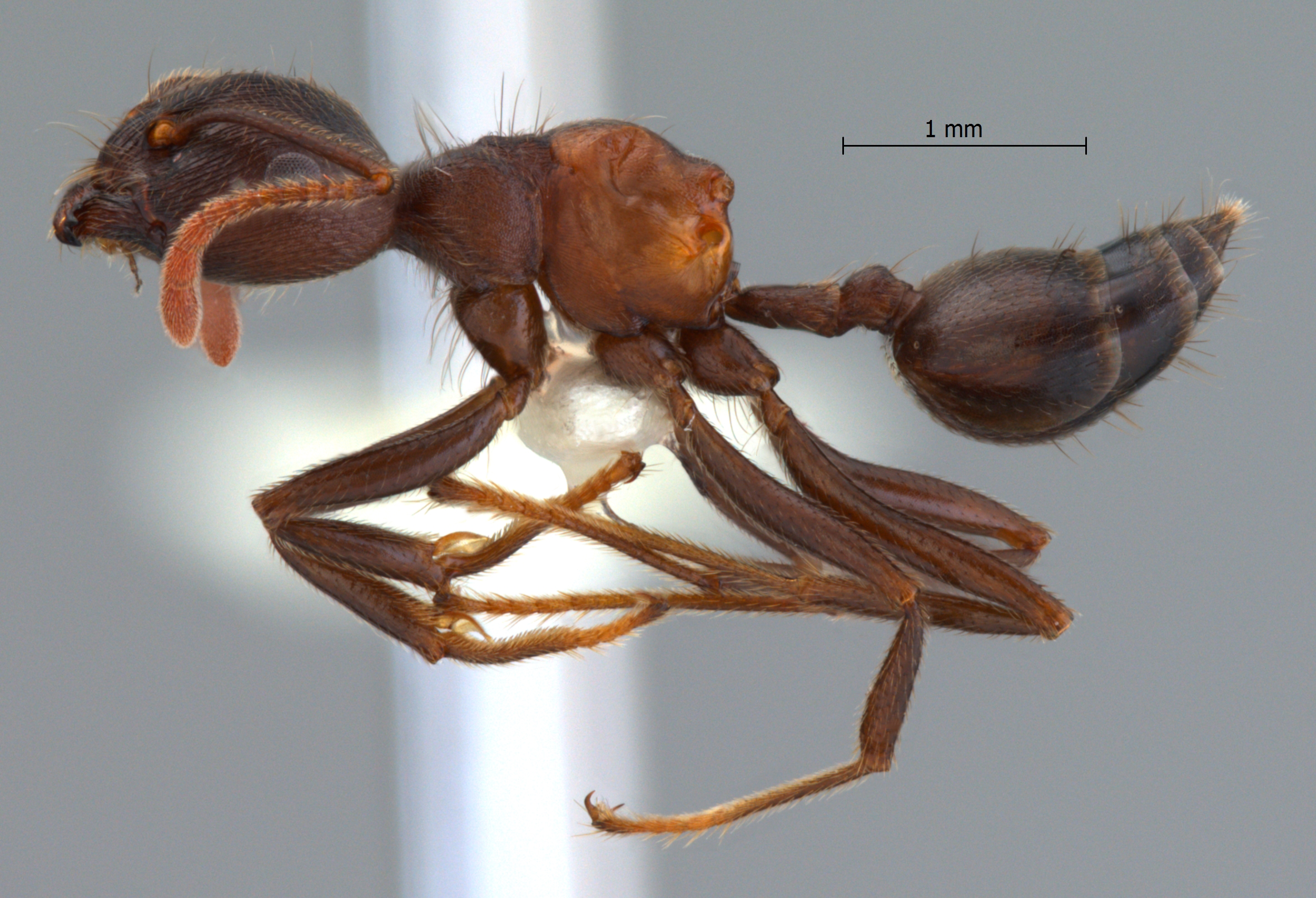 Foto Crematogaster aurita Karavaiev, 1935 lateral