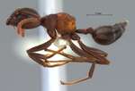 Crematogaster aurita Karavaiev, 1935 lateral