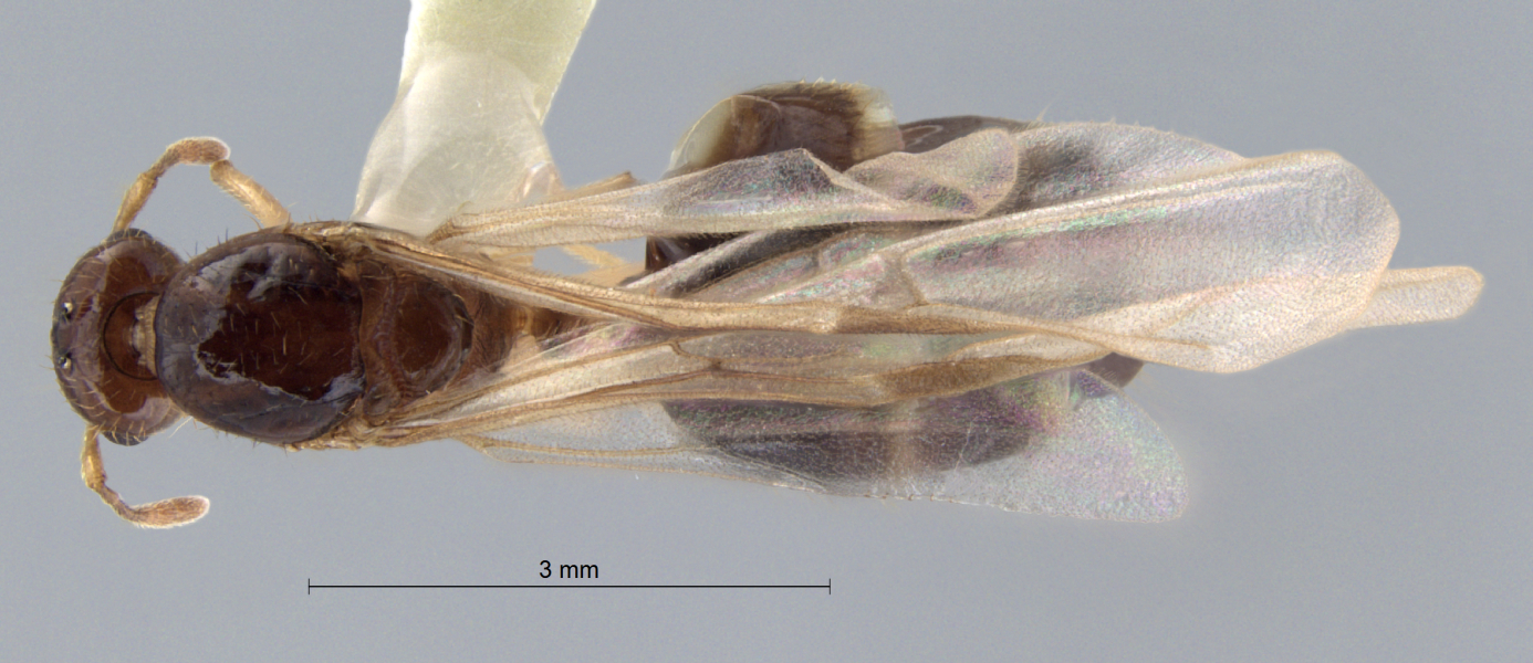 Crematogaster baduvi Forel, 1912 dorsal