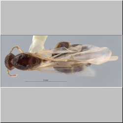 Crematogaster baduvi Forel, 1912 dorsal