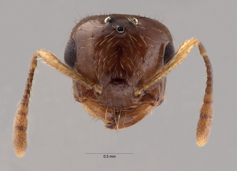 Crematogaster baduvi Forel, 1912 frontal