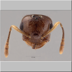 Crematogaster baduvi Forel, 1912 frontal