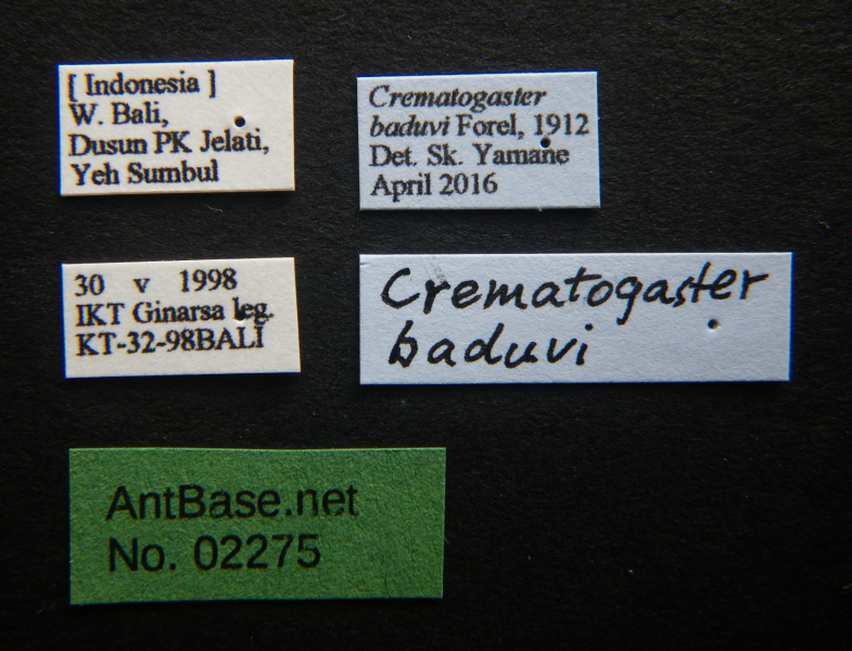 Crematogaster baduvi Forel, 1912 Label