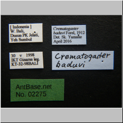 Crematogaster baduvi Forel, 1912 Label