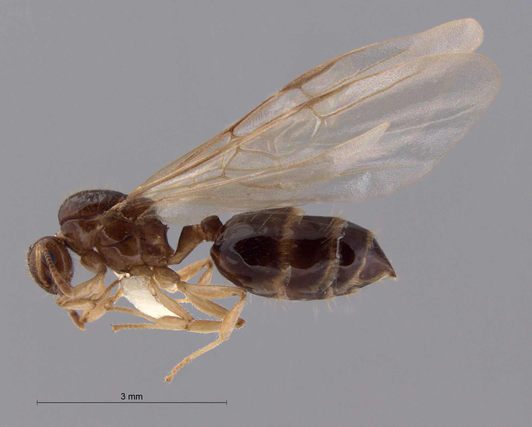 Foto Crematogaster baduvi Forel, 1912 lateral