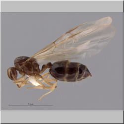 Crematogaster baduvi Forel, 1912 lateral