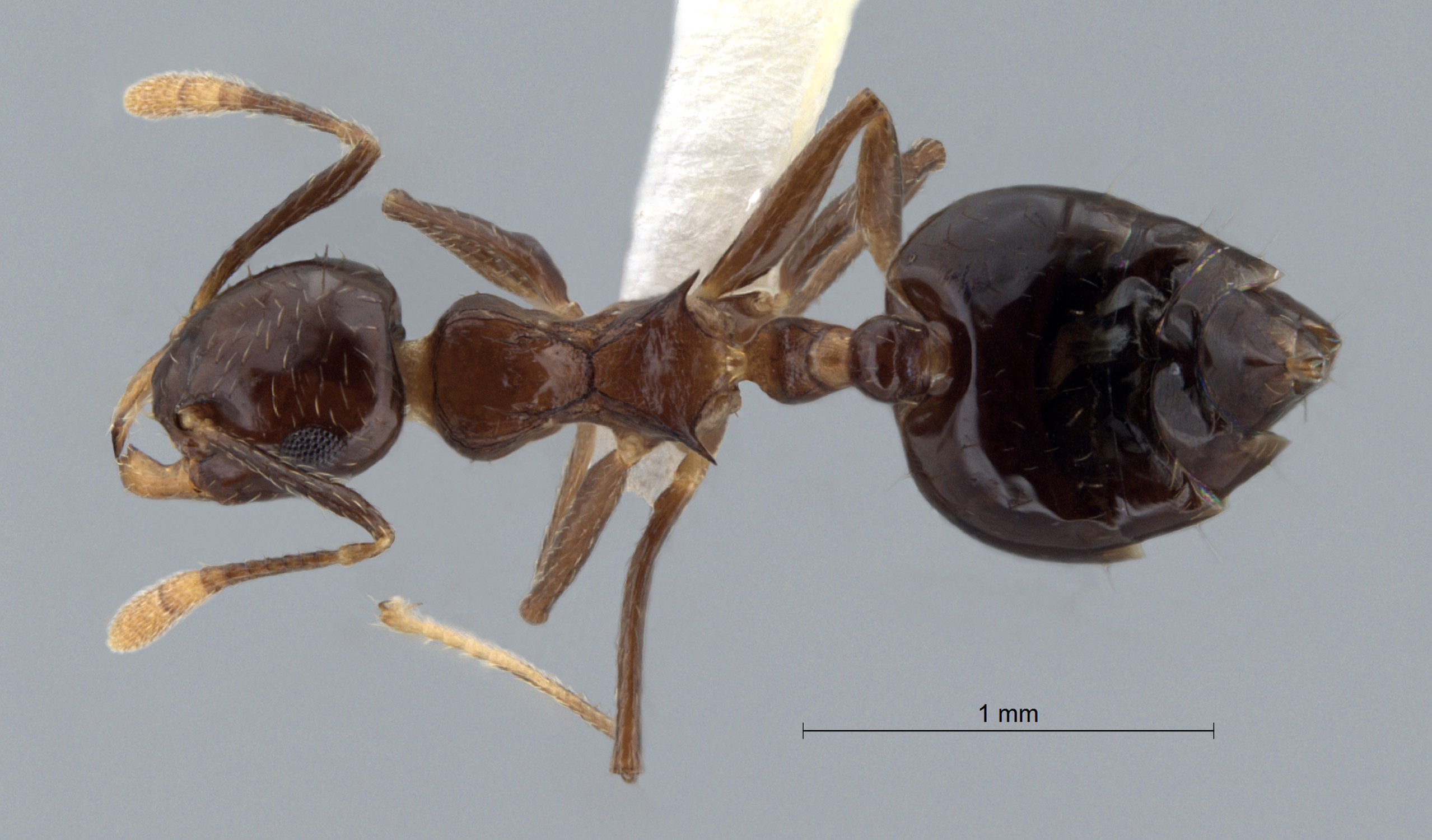 Foto Crematogaster baduvi Forel, 1912 dorsal