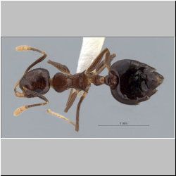 Crematogaster baduvi Forel, 1912 dorsal