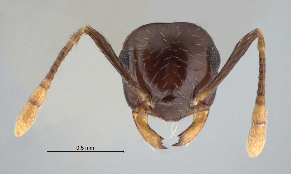 Crematogaster baduvi Forel, 1912 frontal