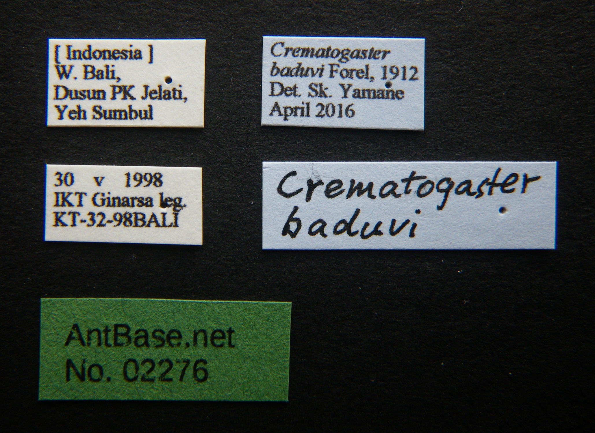 Foto Crematogaster baduvi Forel, 1912 Label