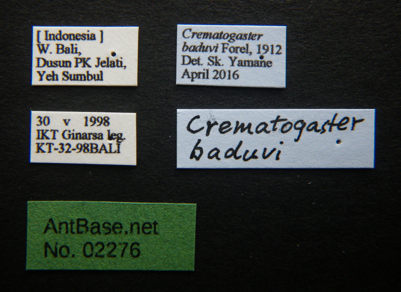 Crematogaster baduvi Forel, 1912 Label