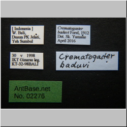 Crematogaster baduvi Forel, 1912 Label