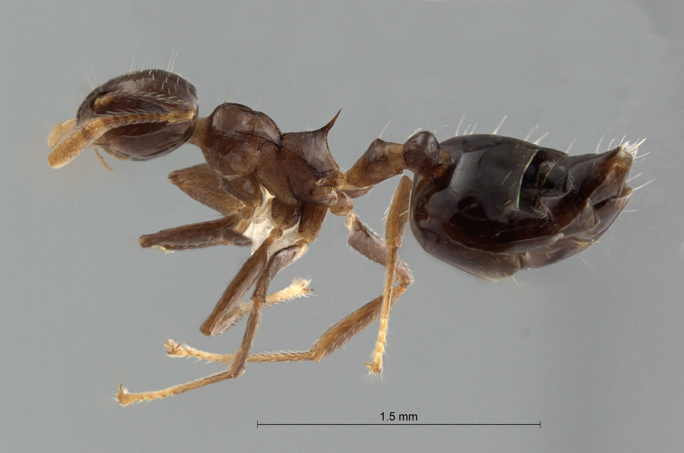 Foto Crematogaster baduvi Forel, 1912 lateral