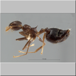 Crematogaster baduvi Forel, 1912 lateral