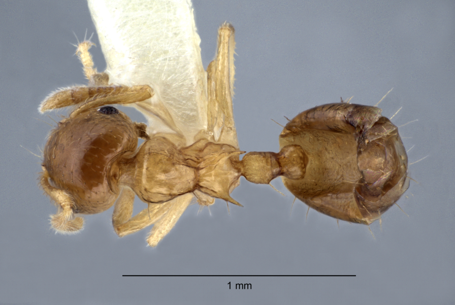 Crematogaster bandarensis Forel, 1913 dorsal