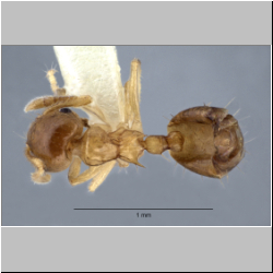 Crematogaster bandarensis Forel, 1913 dorsal