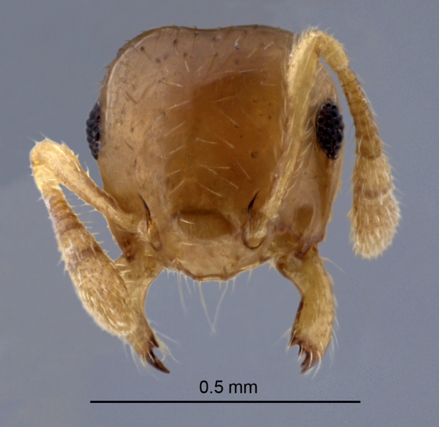 Crematogaster bandarensis Forel, 1913 frontal