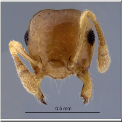 Crematogaster bandarensis Forel, 1913 frontal