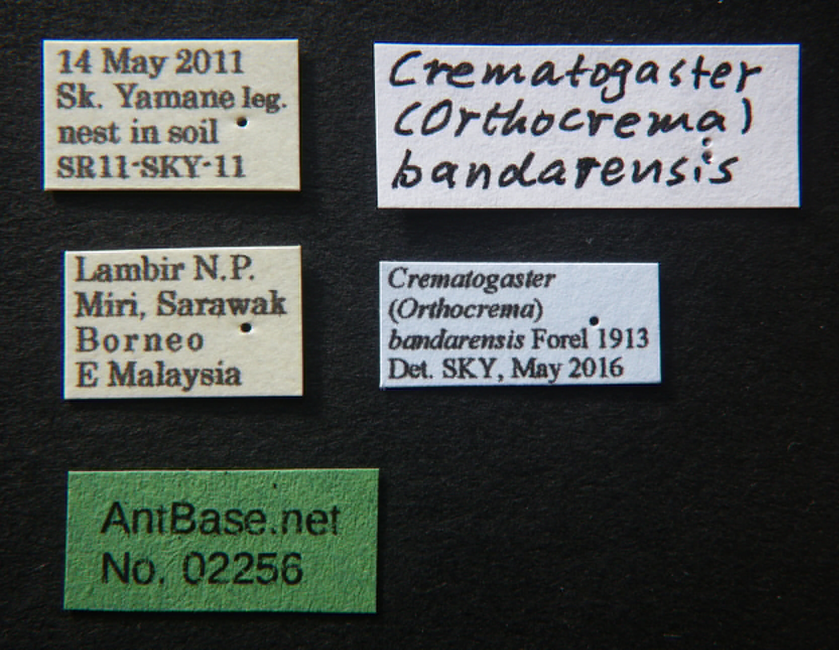 Foto Crematogaster bandarensis Forel, 1913 Label