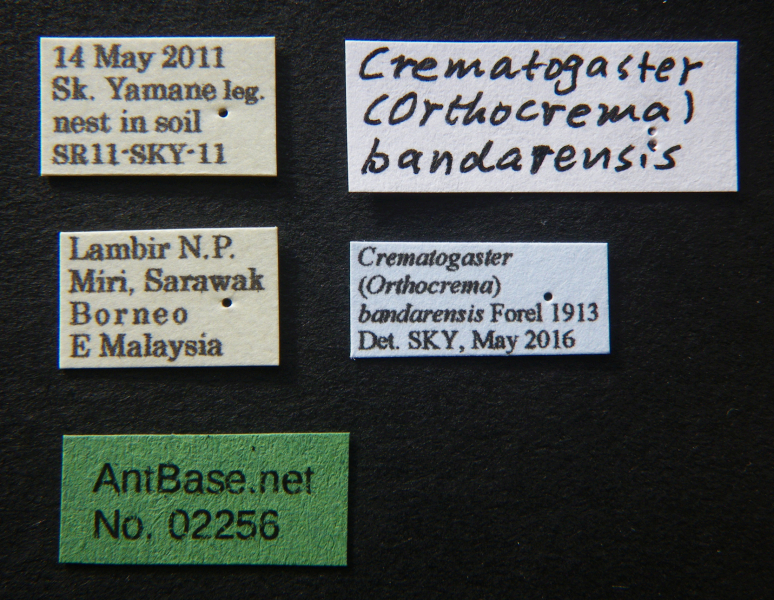 Crematogaster bandarensis Forel, 1913 Label