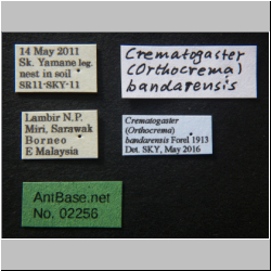 Crematogaster bandarensis Forel, 1913 Label