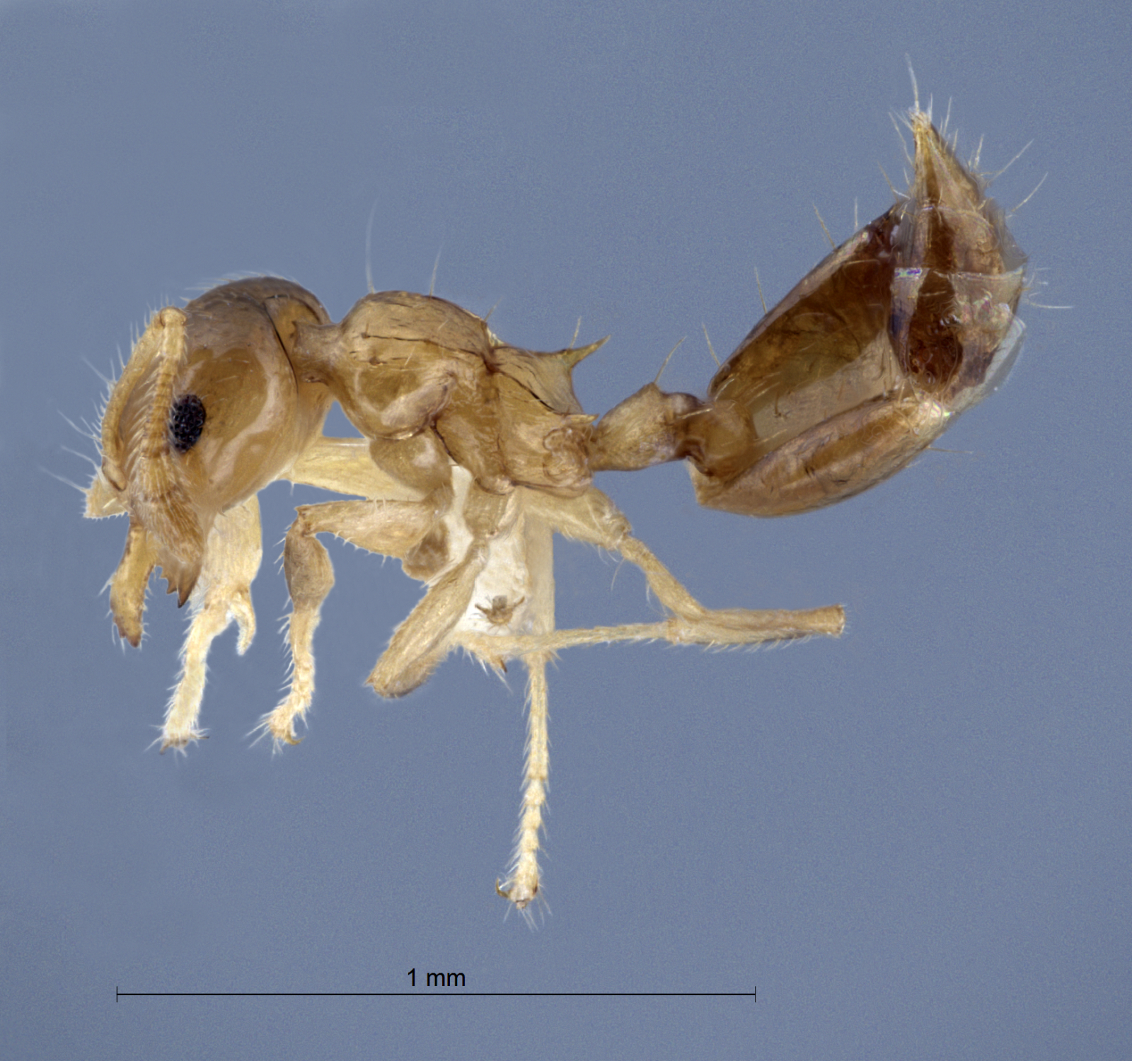 Foto Crematogaster bandarensis Forel, 1913 lateral