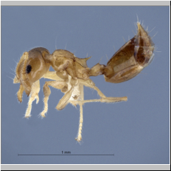 Crematogaster bandarensis Forel, 1913 lateral