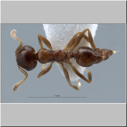 Crematogaster borneensis Andr, 1896 dorsal