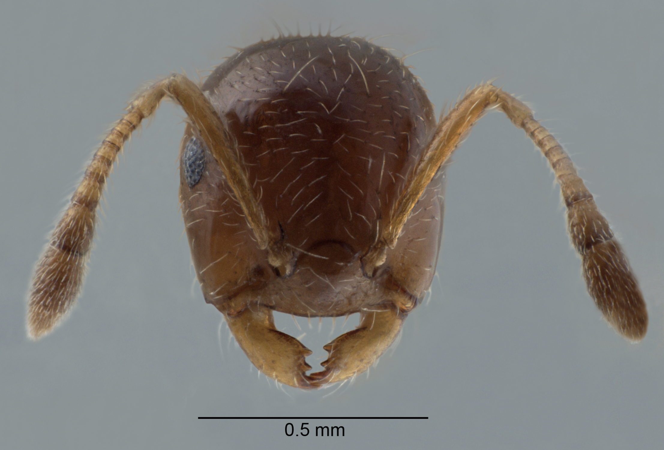 Foto Crematogaster borneensis Andr, 1896 frontal